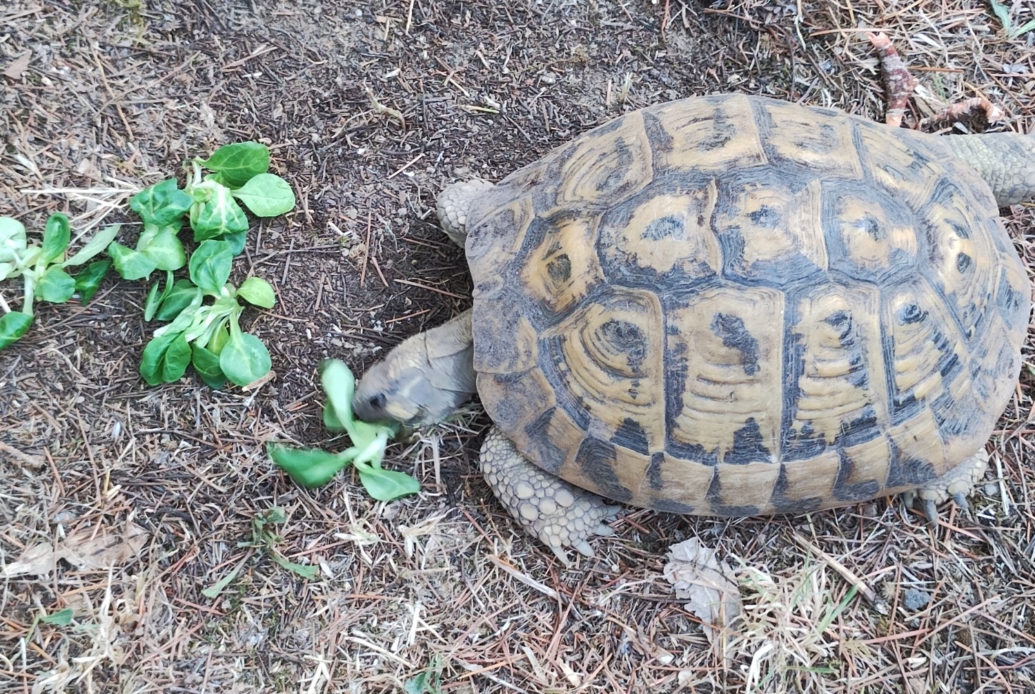 Alerta de Desaparición Tortuga Hembra , 2024 años Parignargues Francia