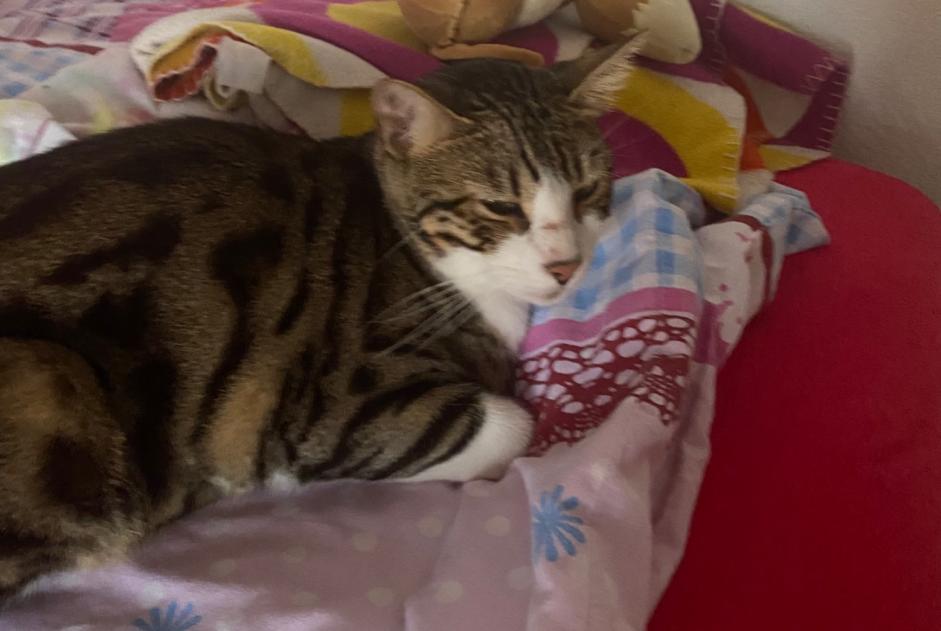 Alerta de Desaparición Gato cruce Macho , 1 años Bavois Suiza