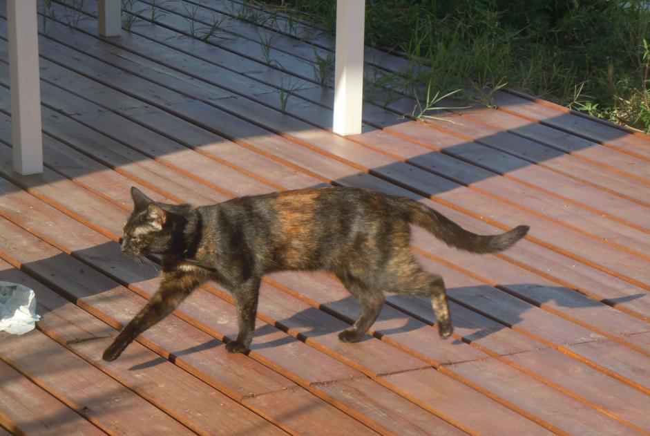 Alerte Disparition Chat  Femelle , 8 ans Pusignan France