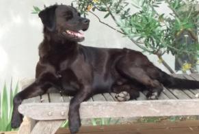 Alerte Disparition Chien croisement Mâle , 12 ans Marignane France