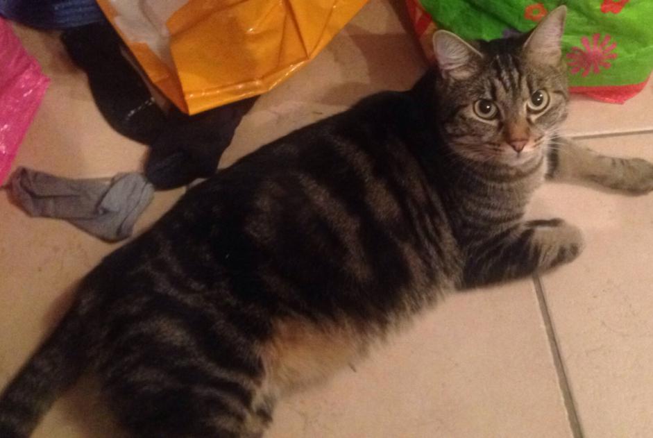 Alerte Disparition Chat  Mâle , 8 ans Lyon 2e Arrondissement France