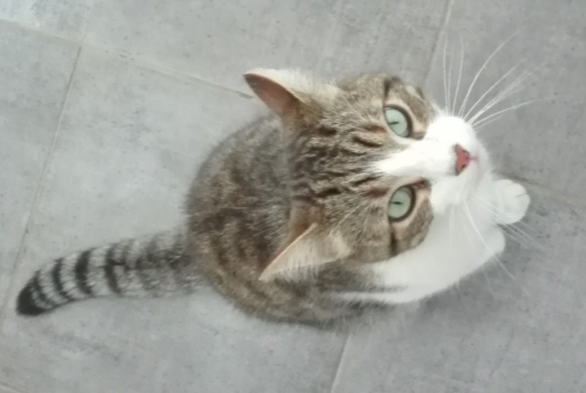 Alerte Disparition Chat  Mâle , 8 ans Vertou France