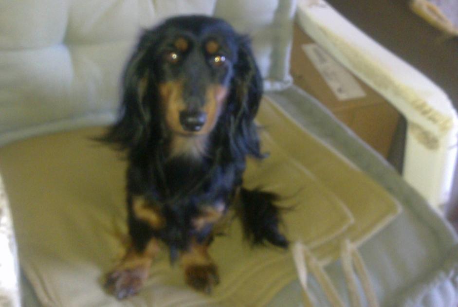 Alerte Disparition Chien  Femelle , 13 ans Le Cannet France