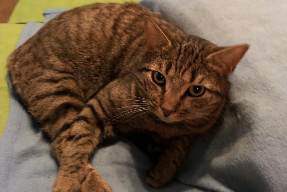 Alerte Disparition Chat  Mâle , 3 ans Tournes France