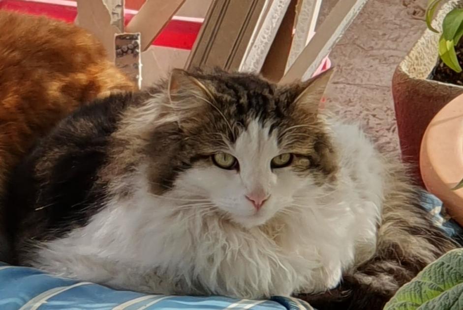 Alerte Disparition Chat Mâle , 2 ans Mouriès France