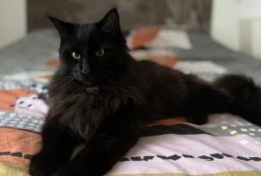 Alerte Disparition Chat croisement Mâle , 3 ans Saubion France