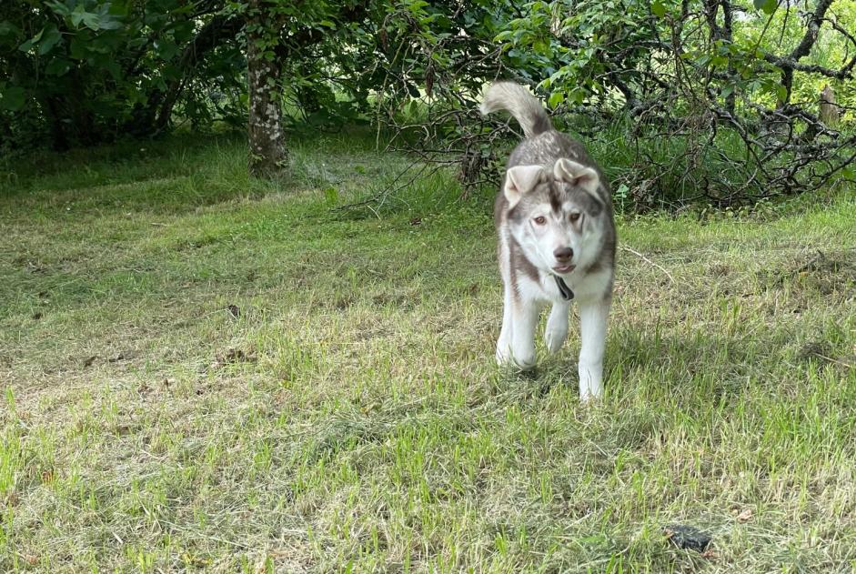 Alerte Disparition Chien  Mâle , 0 ans Bouloc-en-Quercy France