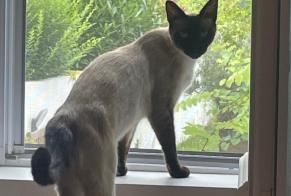 Alerte Disparition Chat  Mâle , 2 ans Villefranque France