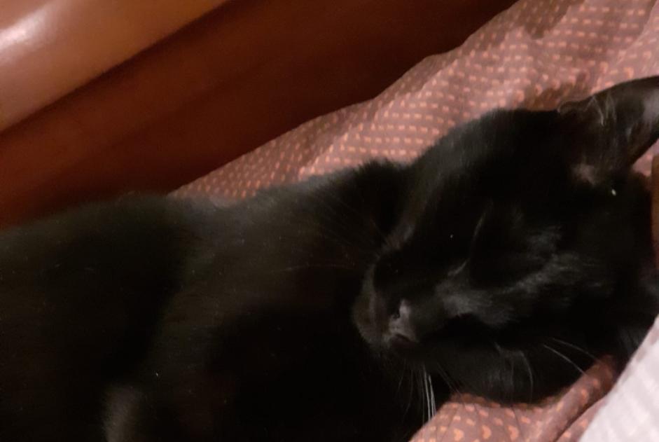 Alerte Disparition Chat croisement Femelle , 1 ans Besançon France