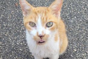 Alerte Découverte Chat Mâle Migennes France