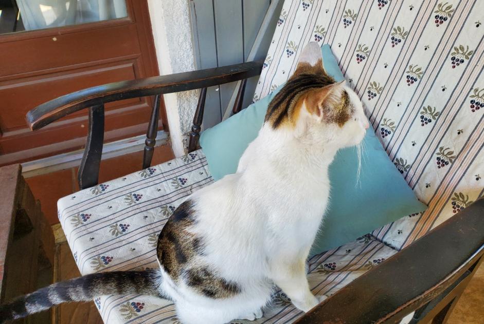 Alerte Découverte Chat croisement Mâle Villeneuve-Tolosane France