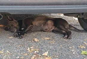 Alerte Découverte Chien Femelle Golfech France