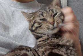 Alerte Disparition Chat  Femelle , 2 ans Troyes France