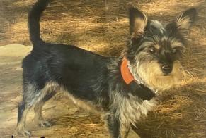 Alerte Disparition Chien  Femelle , 8 ans Saint-Mars-de-Coutais France