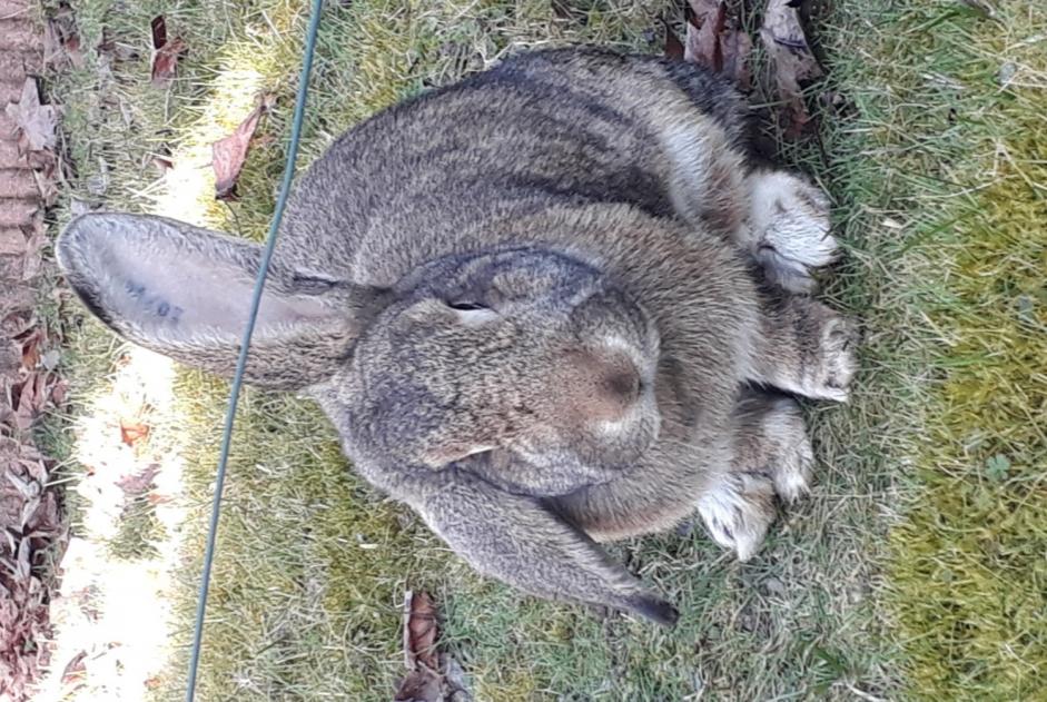 Alerte Disparition Lapin Femelle , 2024 ans Champhol France