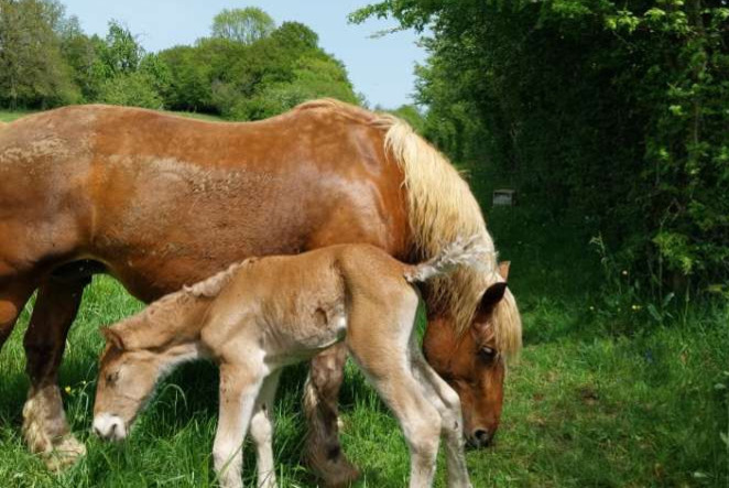 Alerte Disparition Cheval Femelle , 2024 ans Voillans France