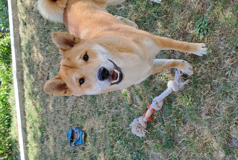 Alerte Disparition Chien  Mâle , 0 ans Saint-Martin-du-Bois France