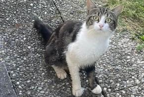 Alerte Découverte Chat Mâle Chavornay Suisse