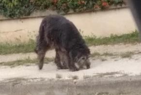 Alerte Découverte Chien Inconnu Lunery France