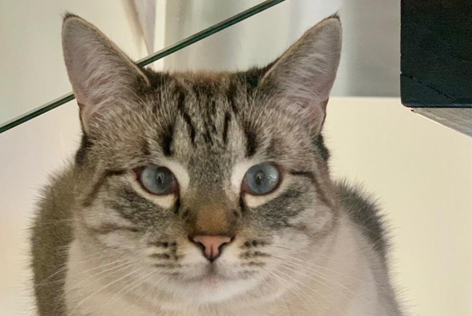 Alerte Disparition Chat croisement Mâle , 1 ans Epagny Metz-Tessy France