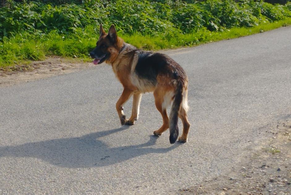 Alerte Découverte Chien  Inconnu Sainte-Cécile France