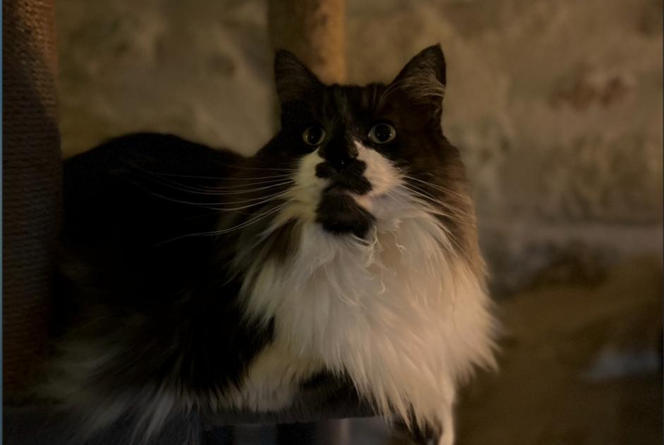 Alerte Disparition Chat  Mâle , 5 ans Nîmes France