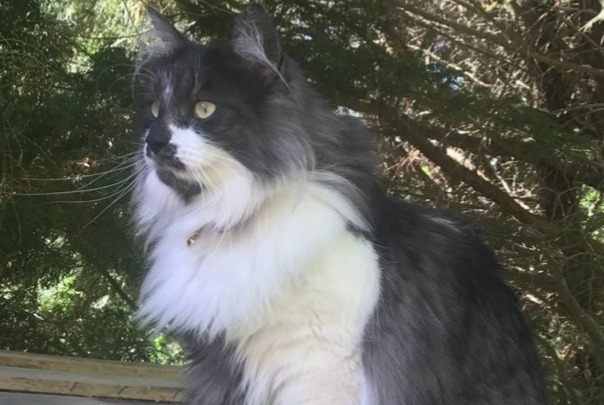 Alerte Disparition Chat  Mâle , 5 ans Nîmes France