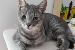 Alerte Disparition Chat Mâle , 5 ans Moret-Loing-et-Orvanne France