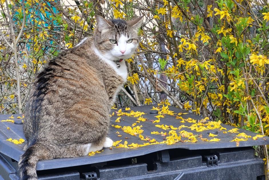 Alerte Disparition Chat Femelle , 4 ans Genève Suisse