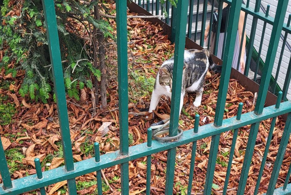 Alerte Découverte Chat croisement Inconnu , 1 année Paris France