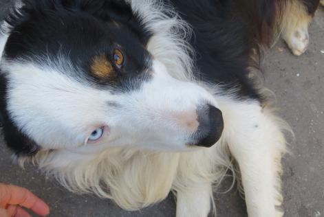 Avviso scomparsa Cane  Maschio , 11 anni Paris Francia