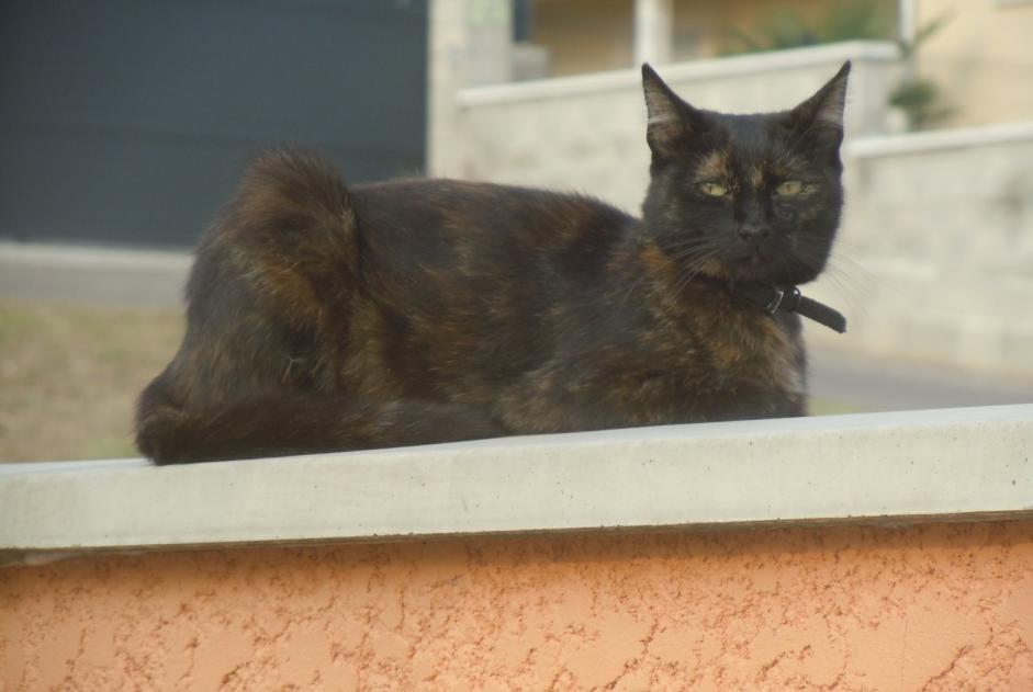 Avviso scomparsa Gatto  Femmina , 8 anni Pusignan Francia