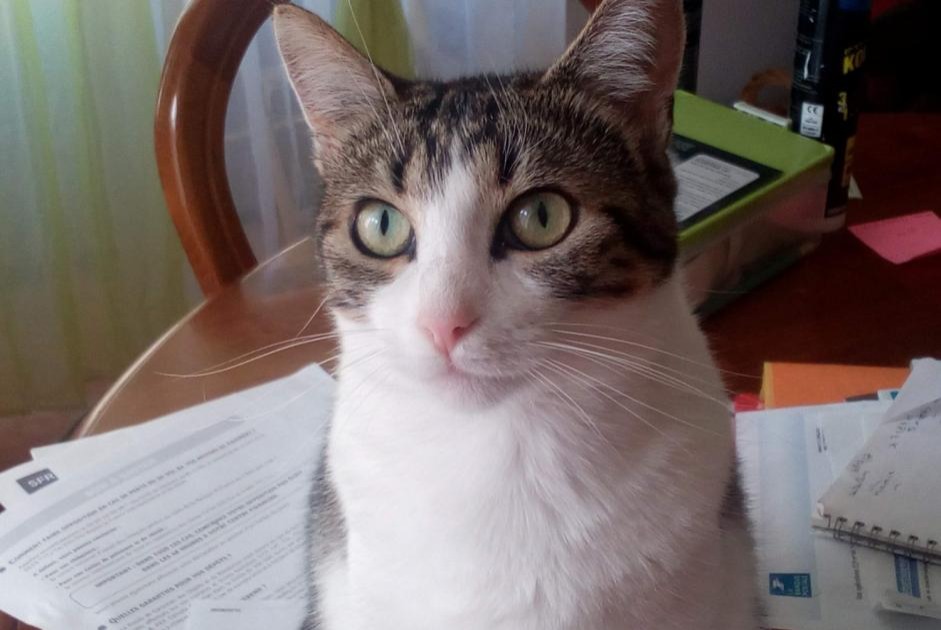 Avviso scomparsa Gatto  Femmina , 9 anni Gours Francia