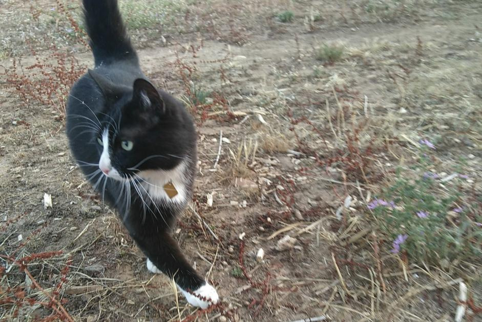 Avviso scomparsa Gatto  Maschio , 9 anni Valherbasse Francia