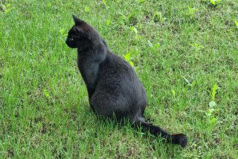 Avviso scomparsa Gatto  Maschio , 3 anni Grono Svizzera