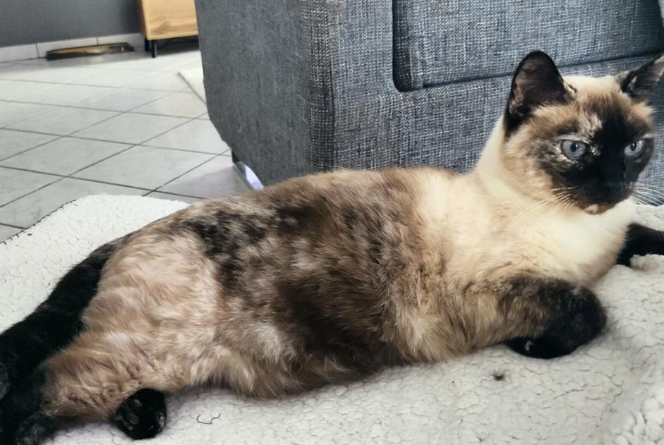 Avviso scomparsa Gatto  Femmina , 12 anni Hélette Francia