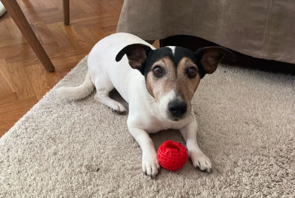 Avviso scomparsa Cane  Maschio , 12 anni Boutigny-sur-Essonne Francia