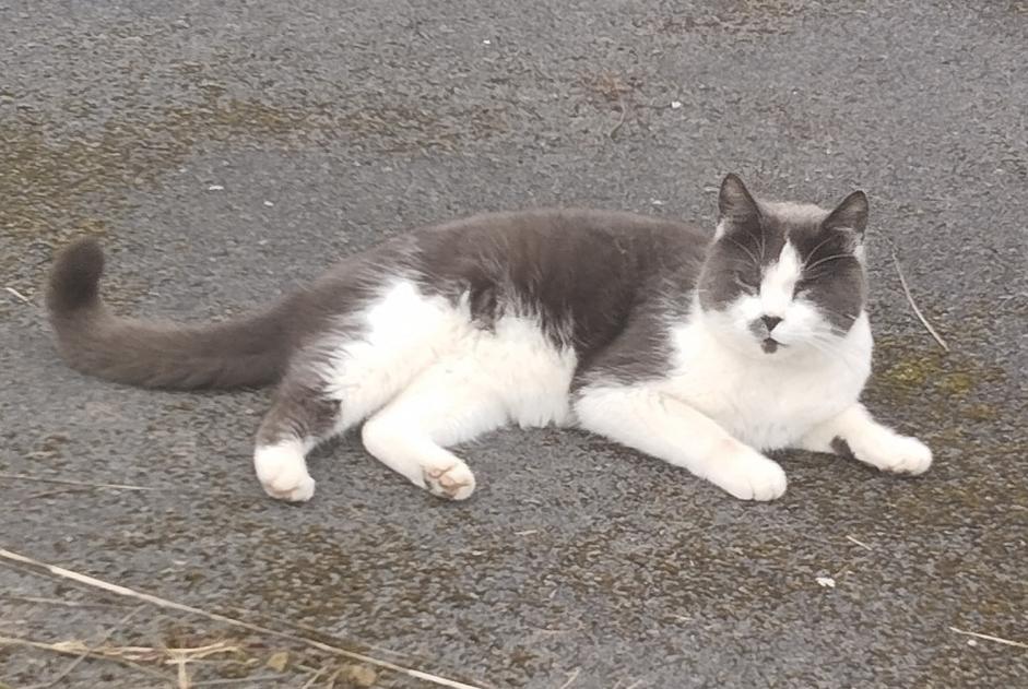 Avviso scomparsa Gatto  Maschio , 6 anni Souastre Francia