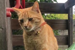 Avviso scomparsa Gatto Maschio , 2 anni L'Haÿ-les-Roses Francia