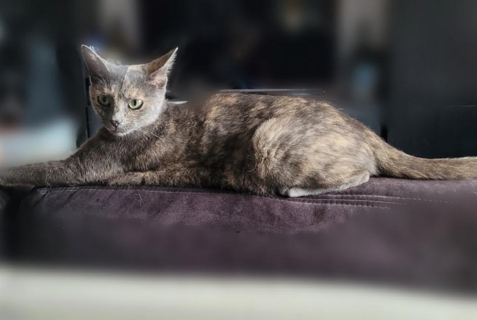 Avviso scomparsa Gatto Femmina , 3 anni La Garde Francia