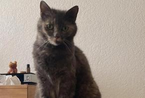 Avviso scomparsa Gatto Femmina , 12 anni Nyon Svizzera