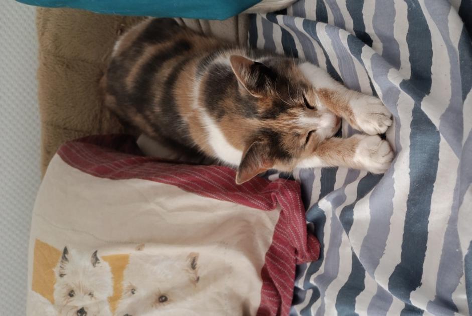 Avviso scomparsa Gatto  Femmina , 3 anni Vibraye Francia