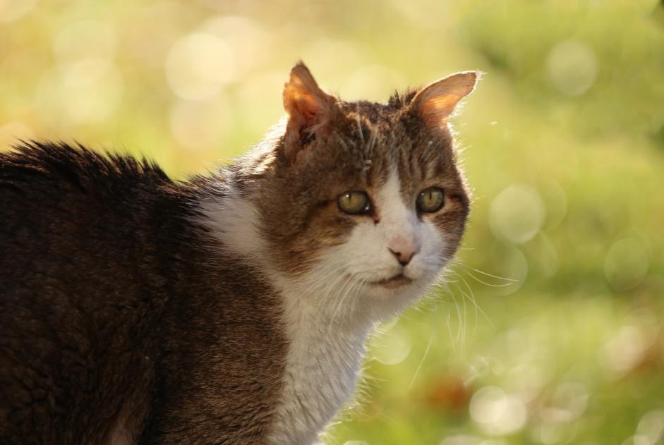 Avviso scomparsa Gatto  Maschio , 18 anni Dolus-d'Oléron Francia