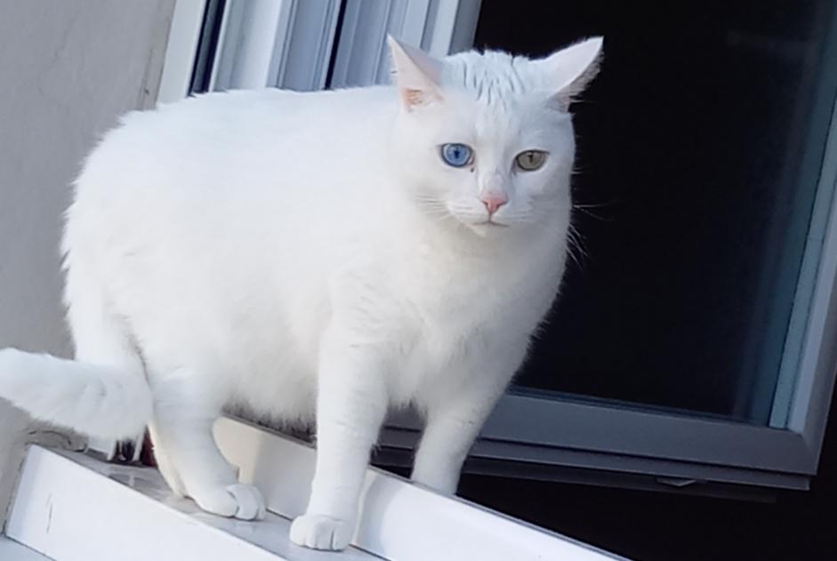 Avviso scomparsa Gatto  Maschio , 5 anni Eysines Francia