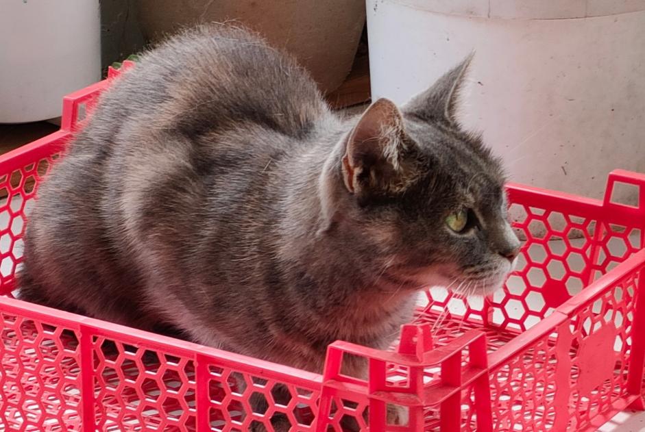 Avviso scomparsa Gatto Femmina , 15 anni Le Fenouiller Francia