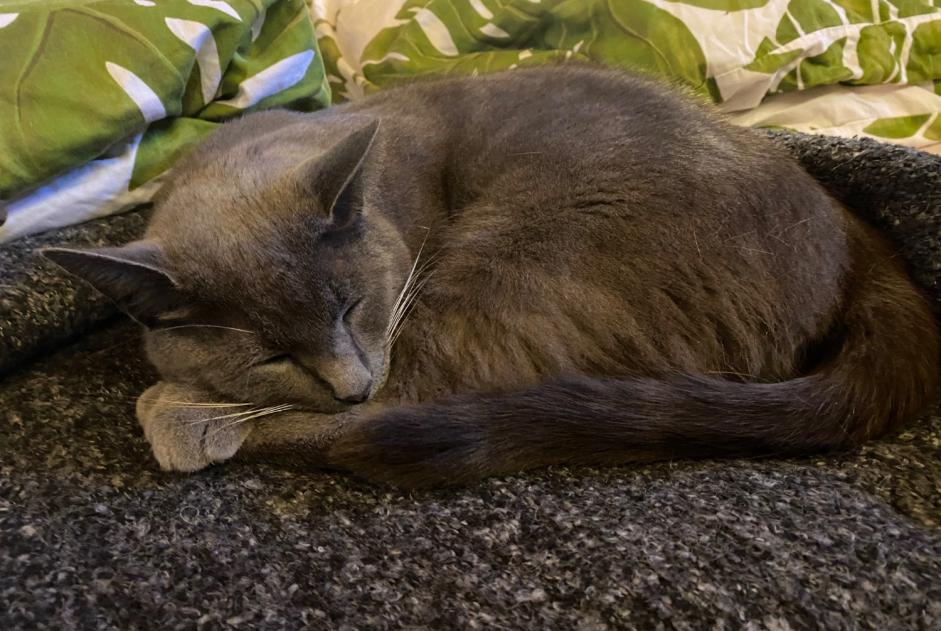 Avviso scomparsa Gatto incrocio di razze Maschio , 13 anni Veyrier Svizzera