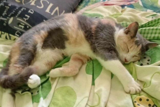 Avviso scomparsa Gatto incrocio di razze Femmina , 1 anni Saint-Benoît Francia