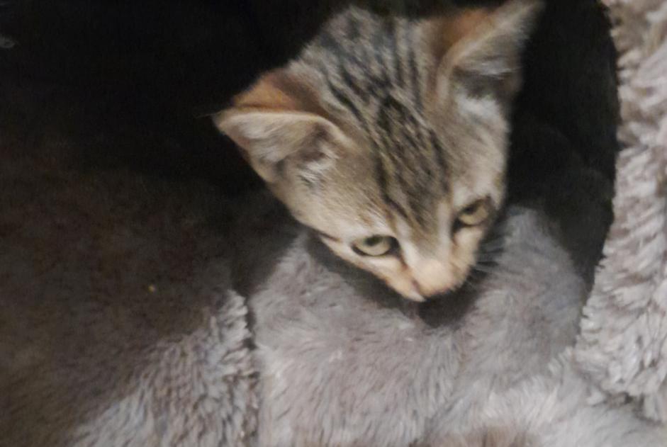 Avviso Ritrovamento Gatto Maschio Neulliac Francia