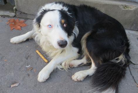 Verdwijningsalarm Hond  Mannetje , 11 jaar Paris Frankrijk