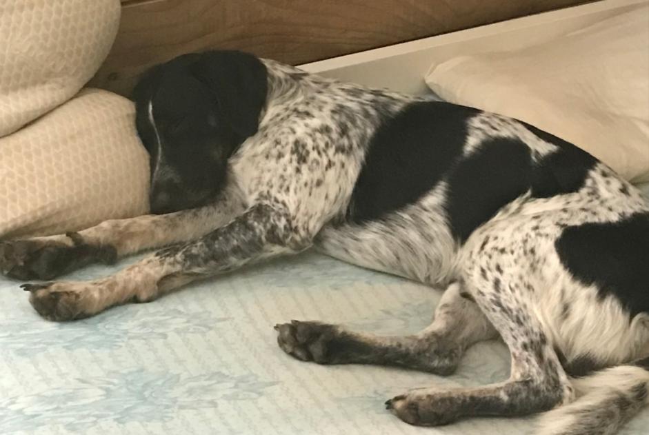 Verdwijningsalarm Hond rassenvermenging Mannetje , 4 jaar Saint-Génies-de-Malgoirès Frankrijk